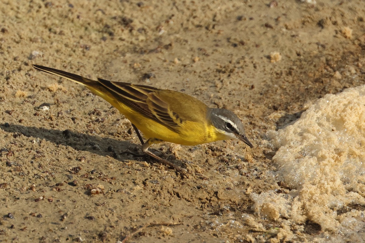 Eastern Yellow Wagtail (Eastern) - Dave Bakewell