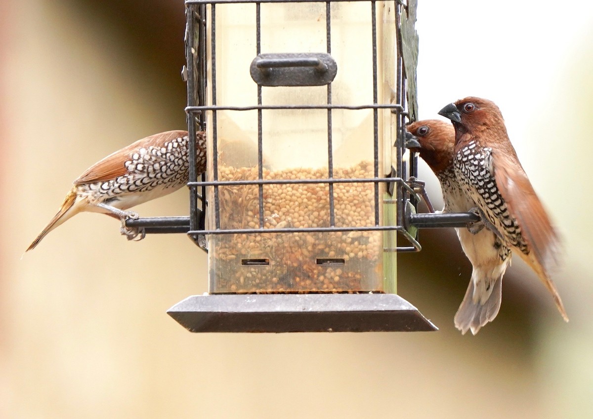Scaly-breasted Munia - Sibylle Hechtel