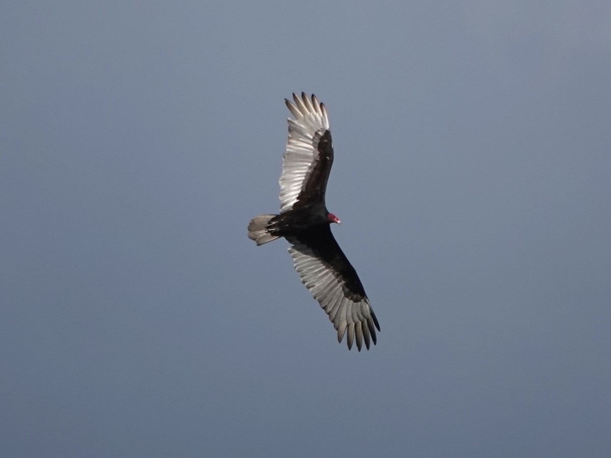 Turkey Vulture - Norman Uyeda