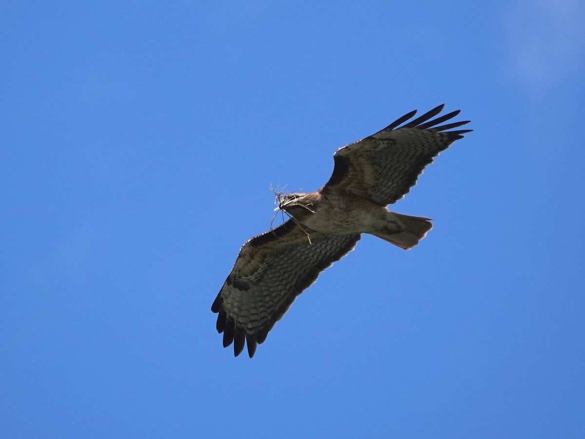 Red-tailed Hawk - Norman Uyeda
