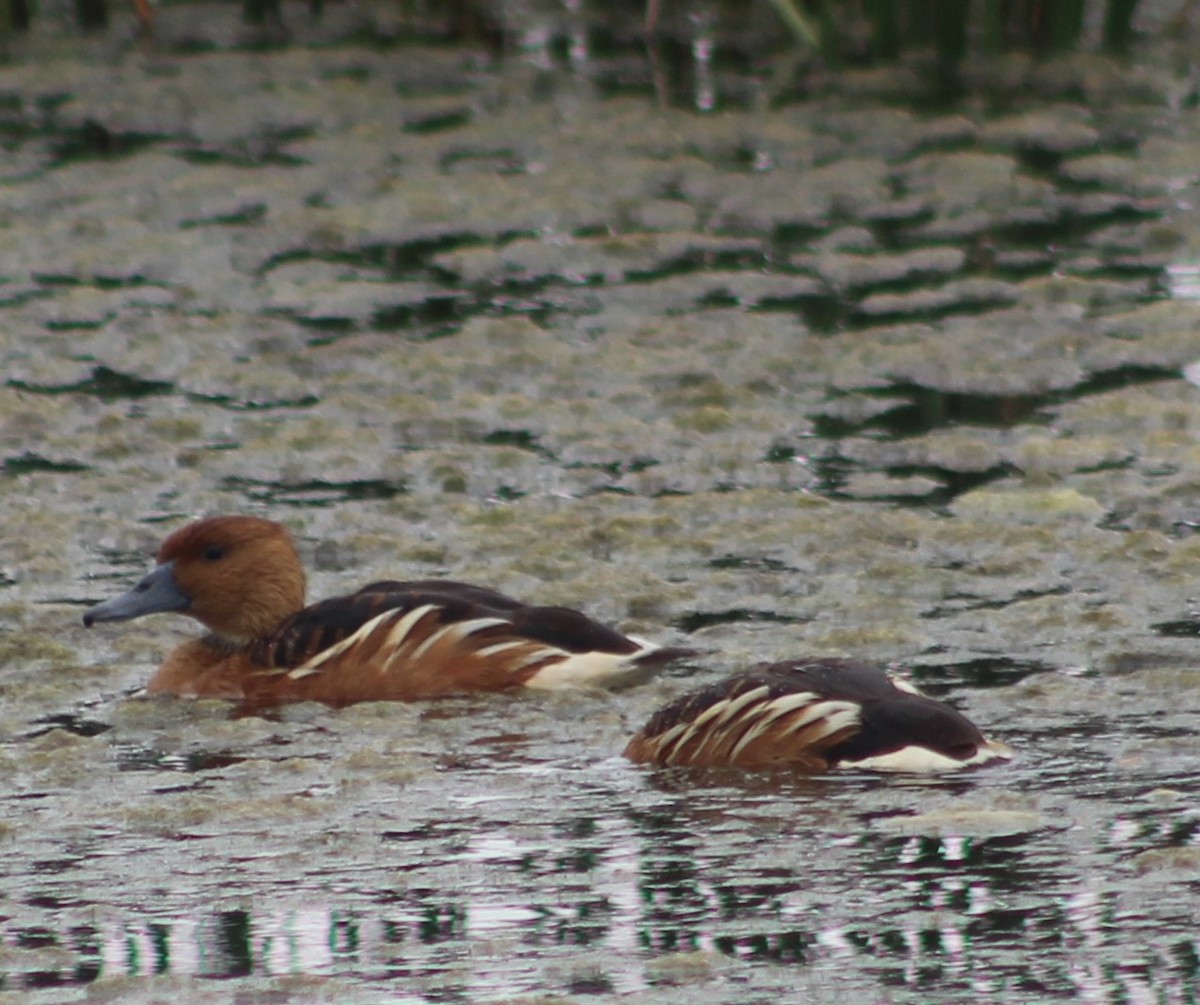 Fulvous Whistling-Duck - Anupa Doraiswami
