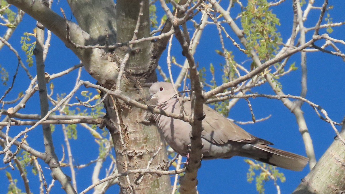 Eurasian Collared-Dove - ML618005062