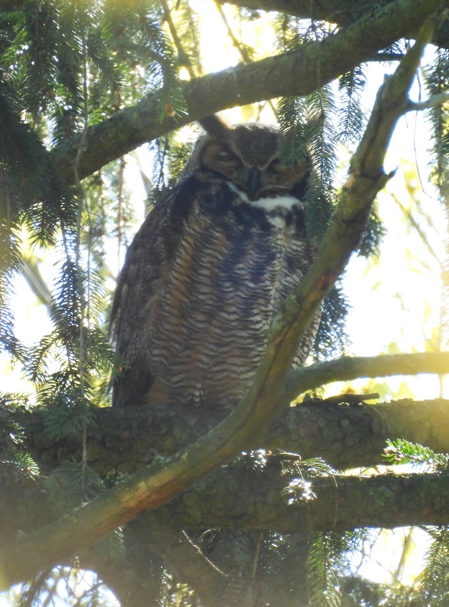Great Horned Owl - ML618005093