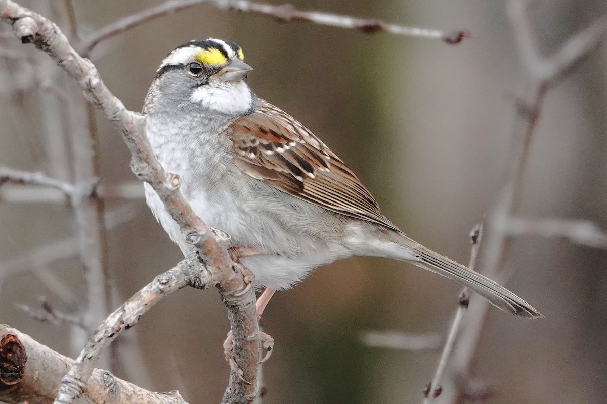 White-throated Sparrow - ML618005097
