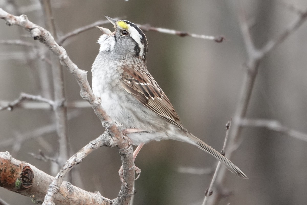 White-throated Sparrow - ML618005098