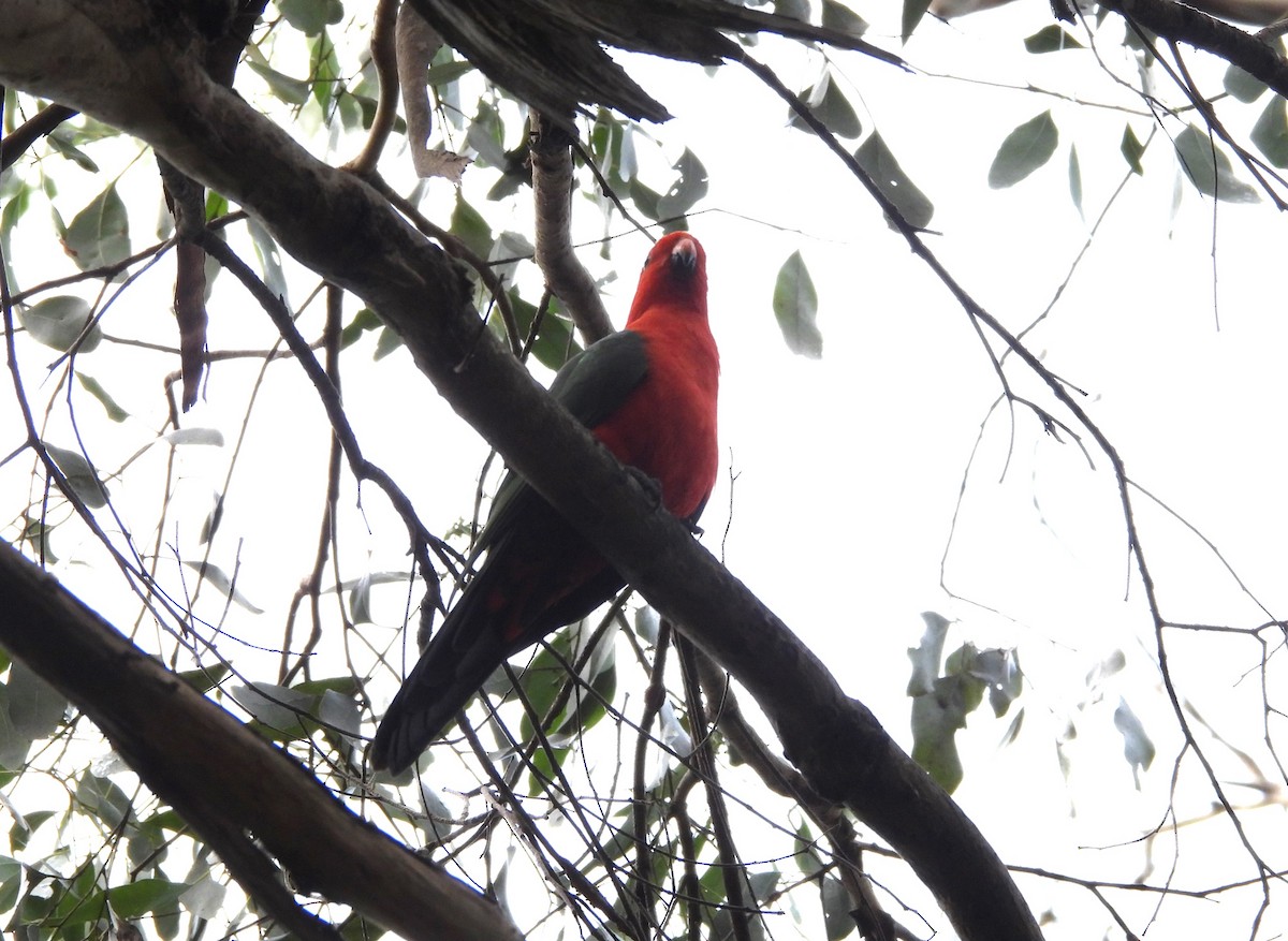 Australian King-Parrot - ML618005099