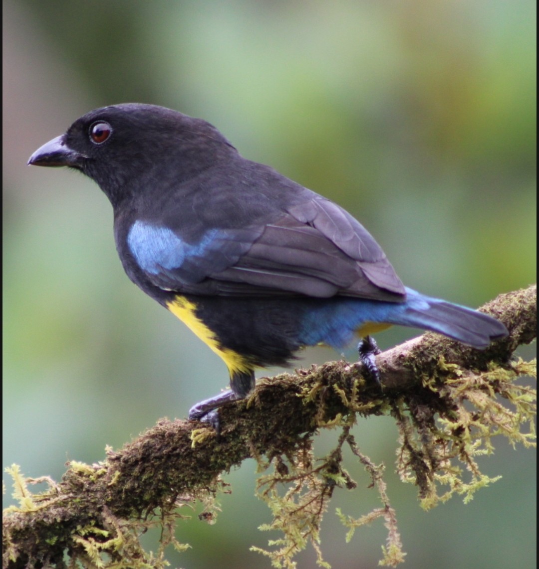 Black-and-gold Tanager - Ruber Montoya