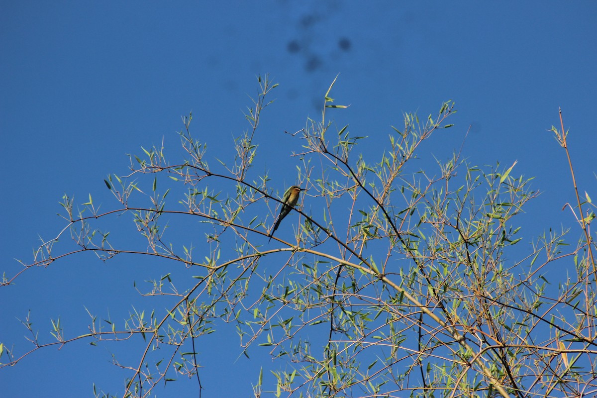 Blue-tailed Bee-eater - ML618005102