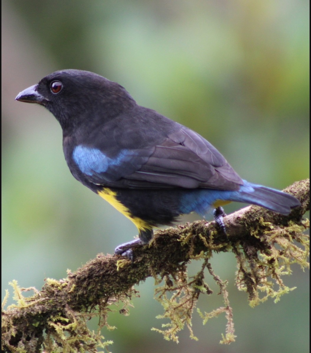 Black-and-gold Tanager - Ruber Montoya