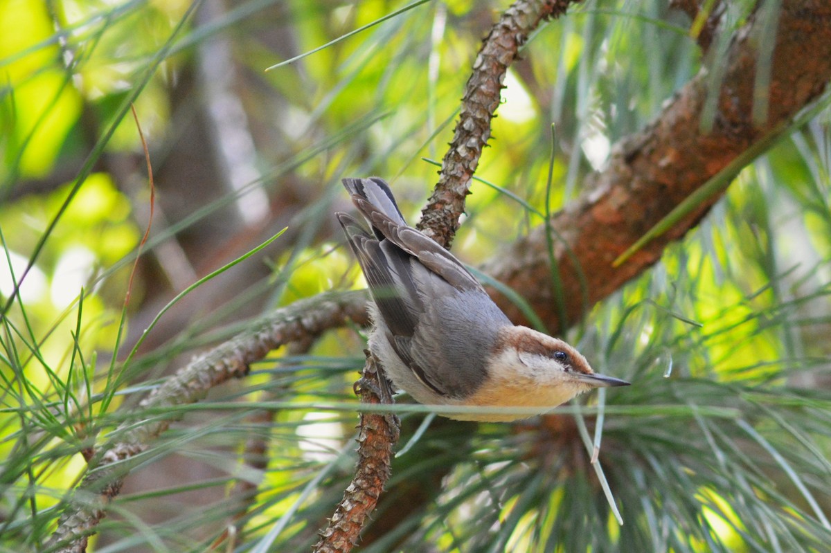 Brown-headed Nuthatch - ML618005118