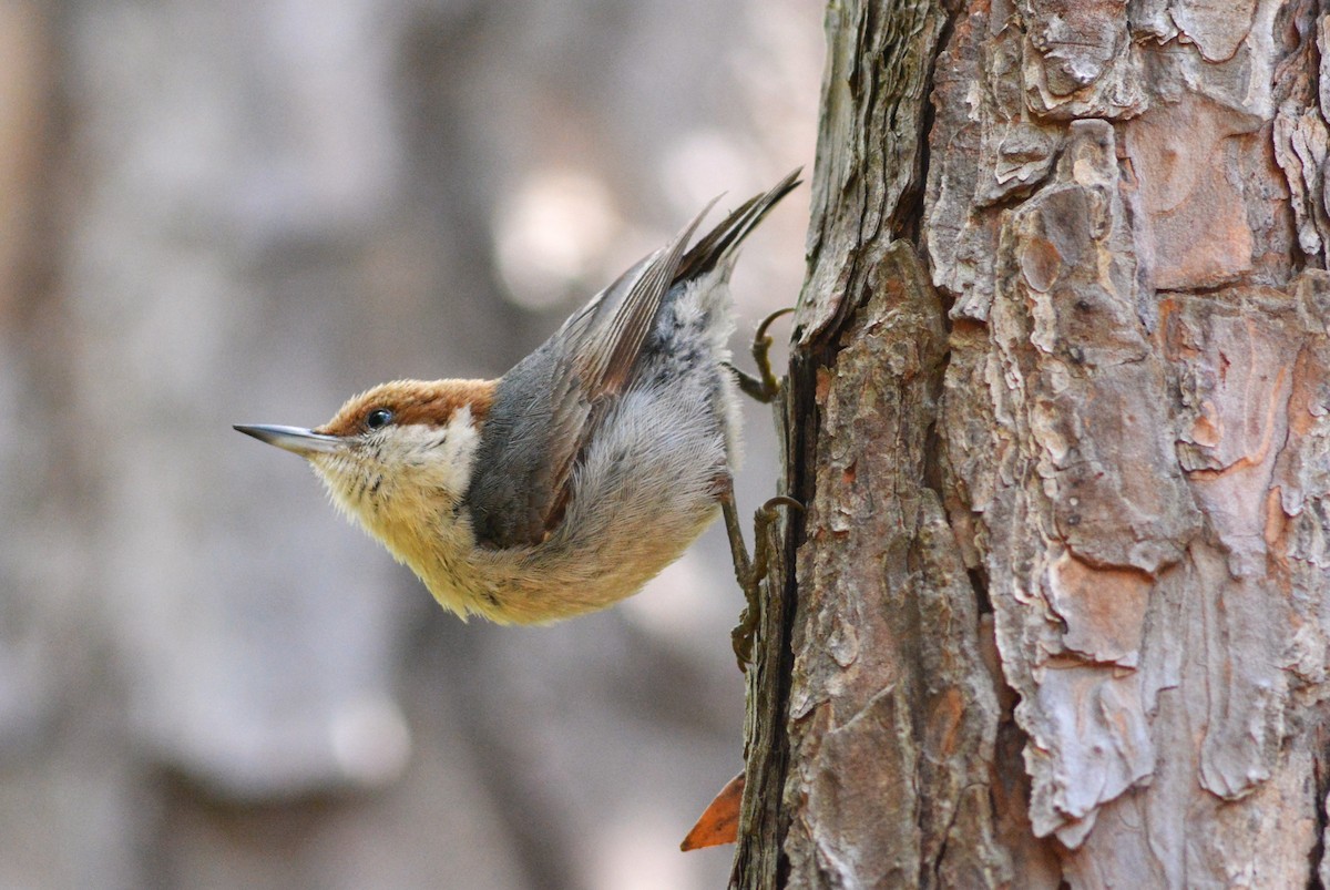 Brown-headed Nuthatch - ML618005119