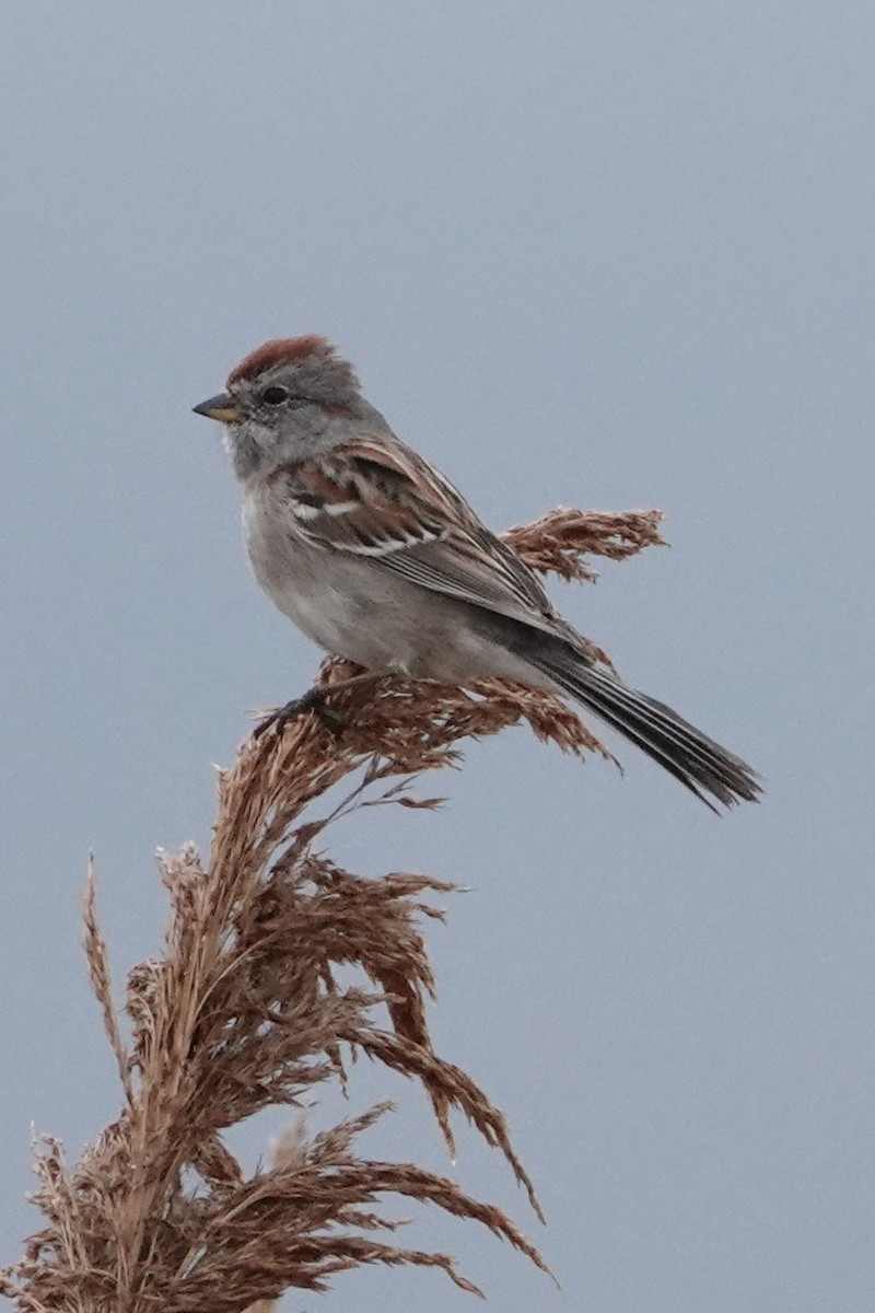 American Tree Sparrow - ML618005123