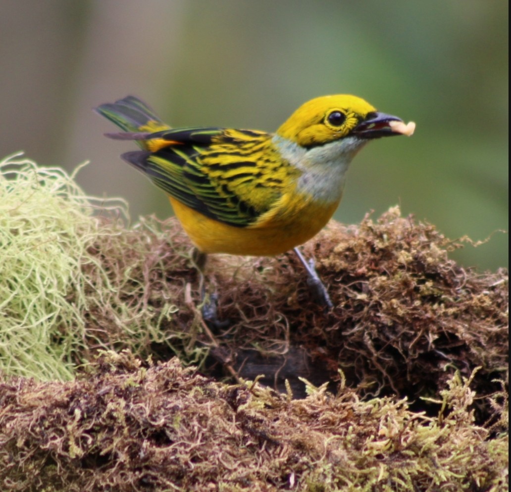 Silver-throated Tanager - Ruber Montoya
