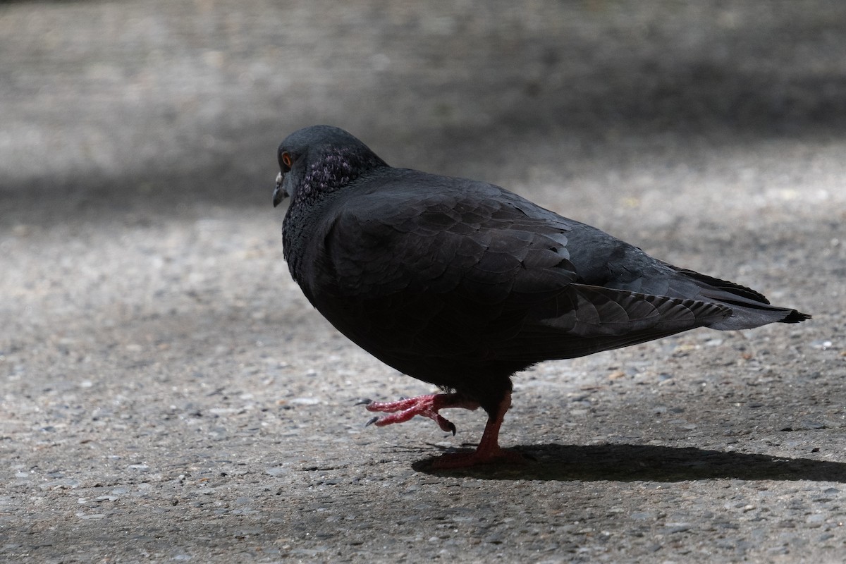 Rock Pigeon (Feral Pigeon) - ML618005168