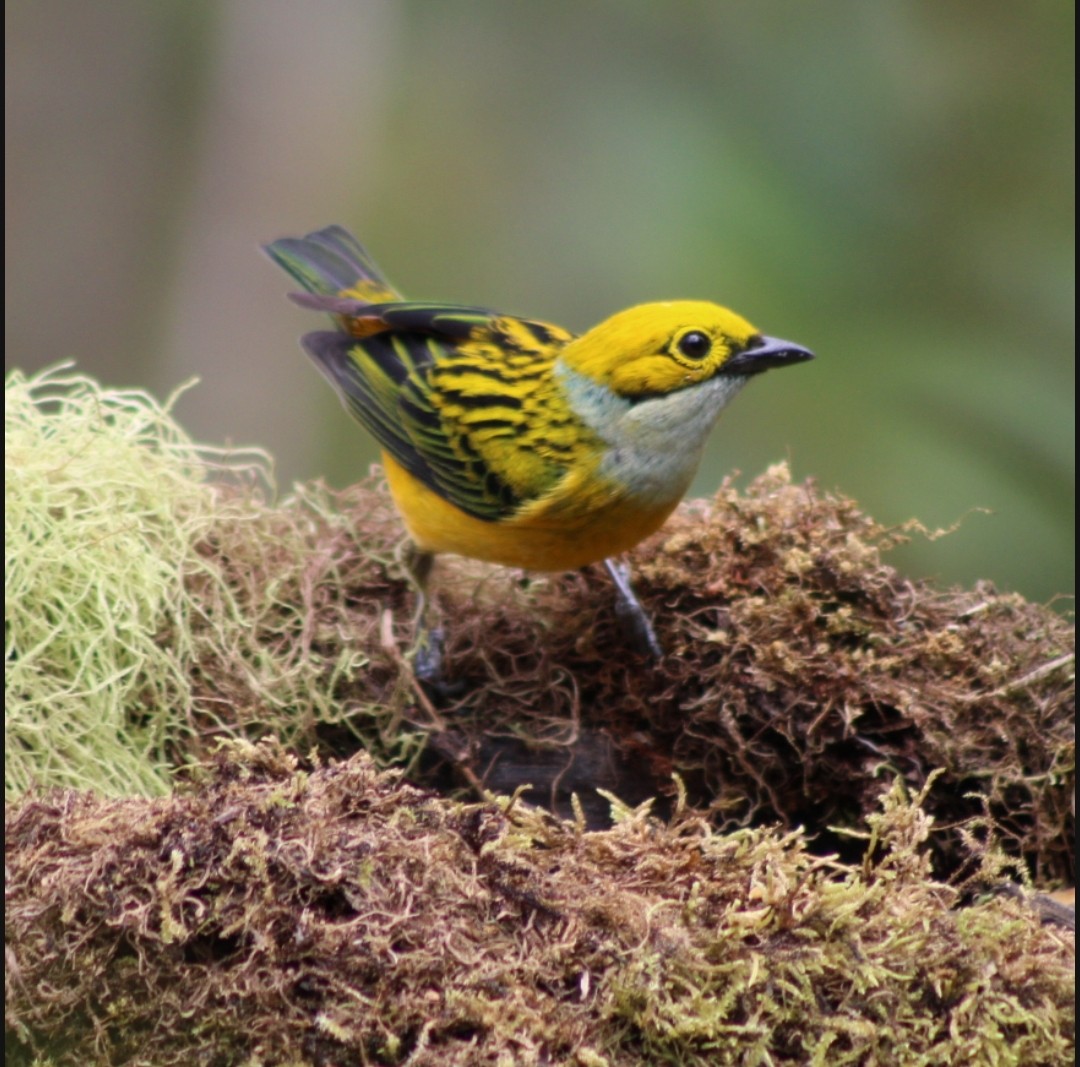 Silver-throated Tanager - ML618005176