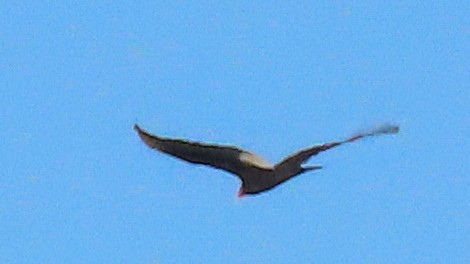 Turkey Vulture - ML618005182