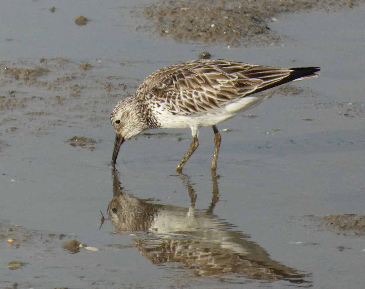 Great Knot - ML618005194