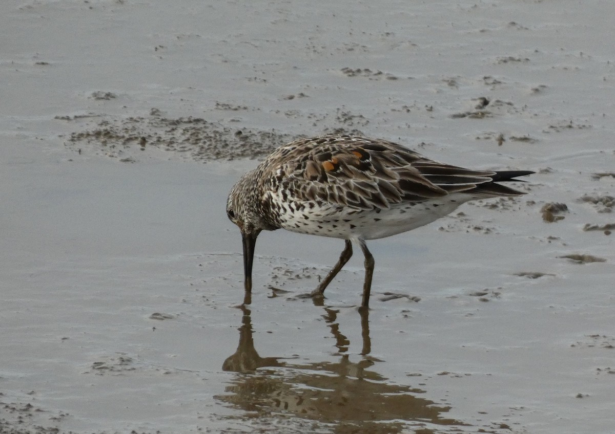 Great Knot - ML618005212