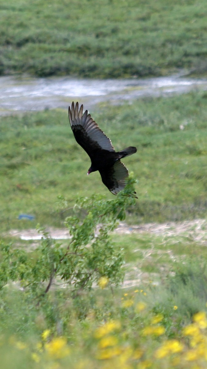 Turkey Vulture - ML618005222