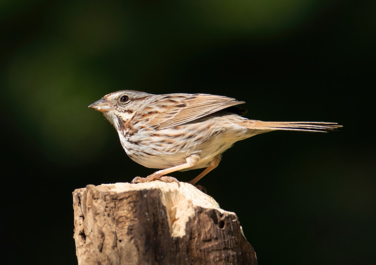 Song Sparrow - Jerry Hoffman