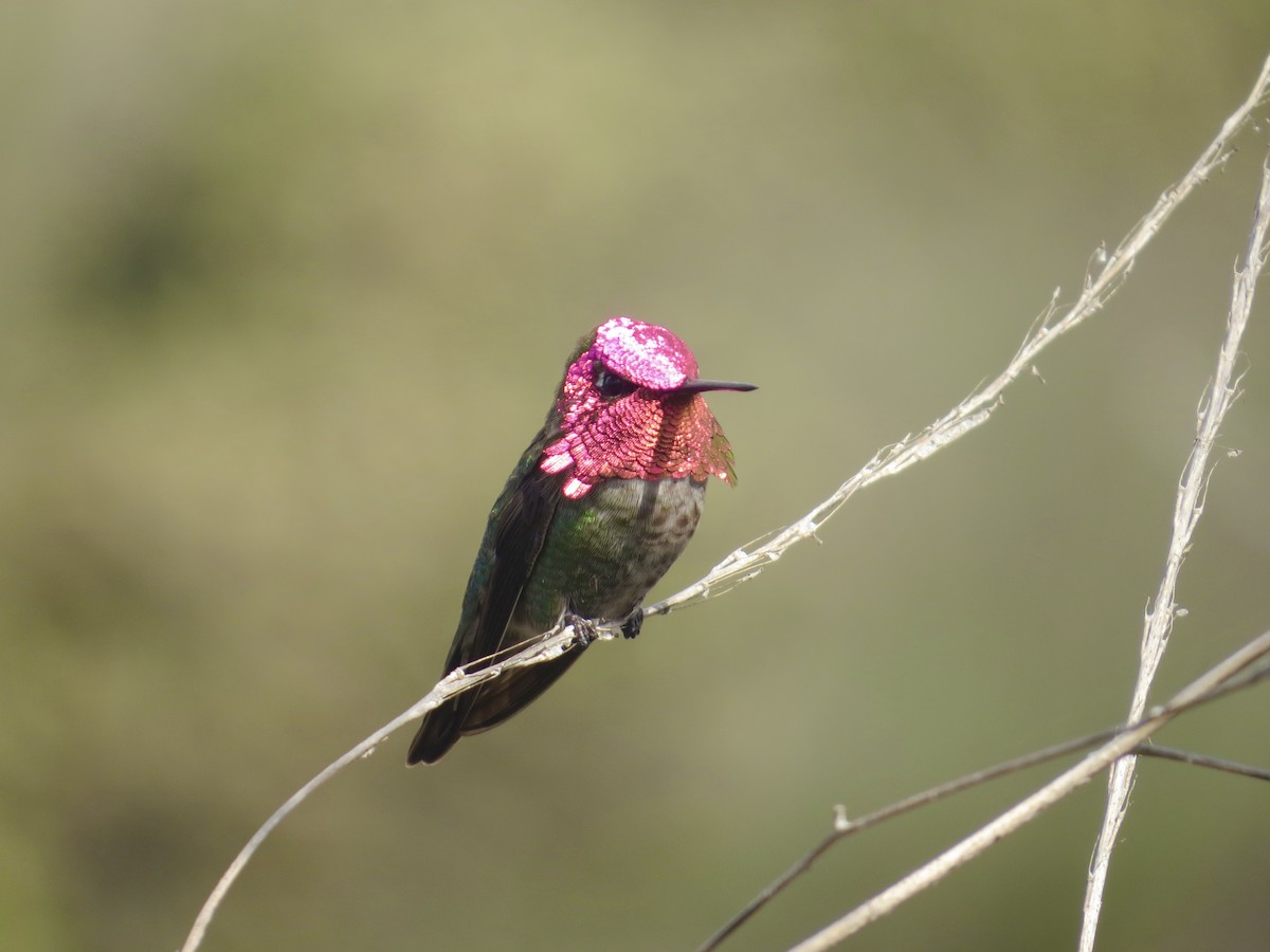 Anna's Hummingbird - James Leone