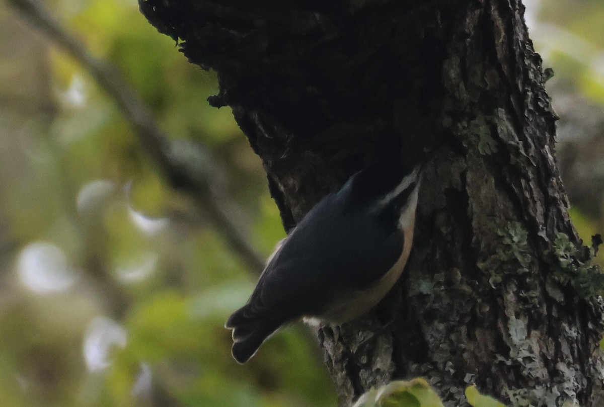 Red-breasted Nuthatch - ML618005247