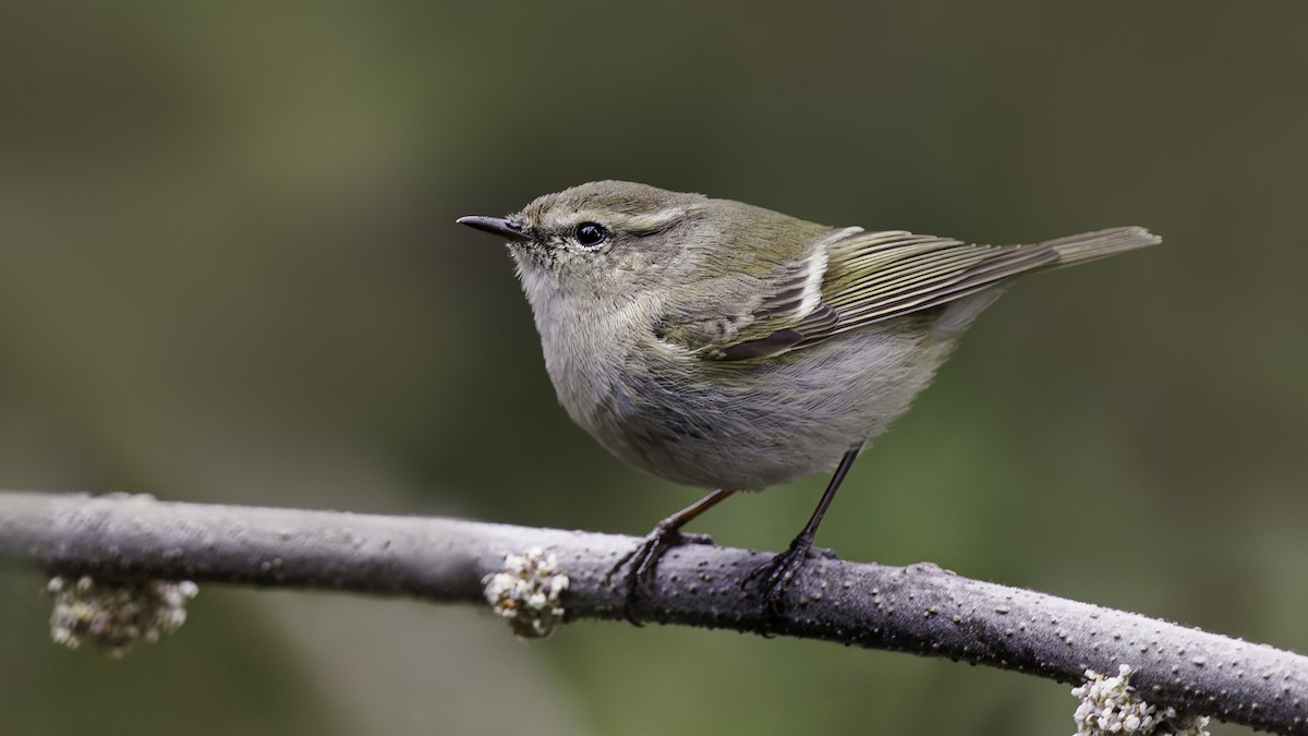 Hume's Warbler - ML618005278