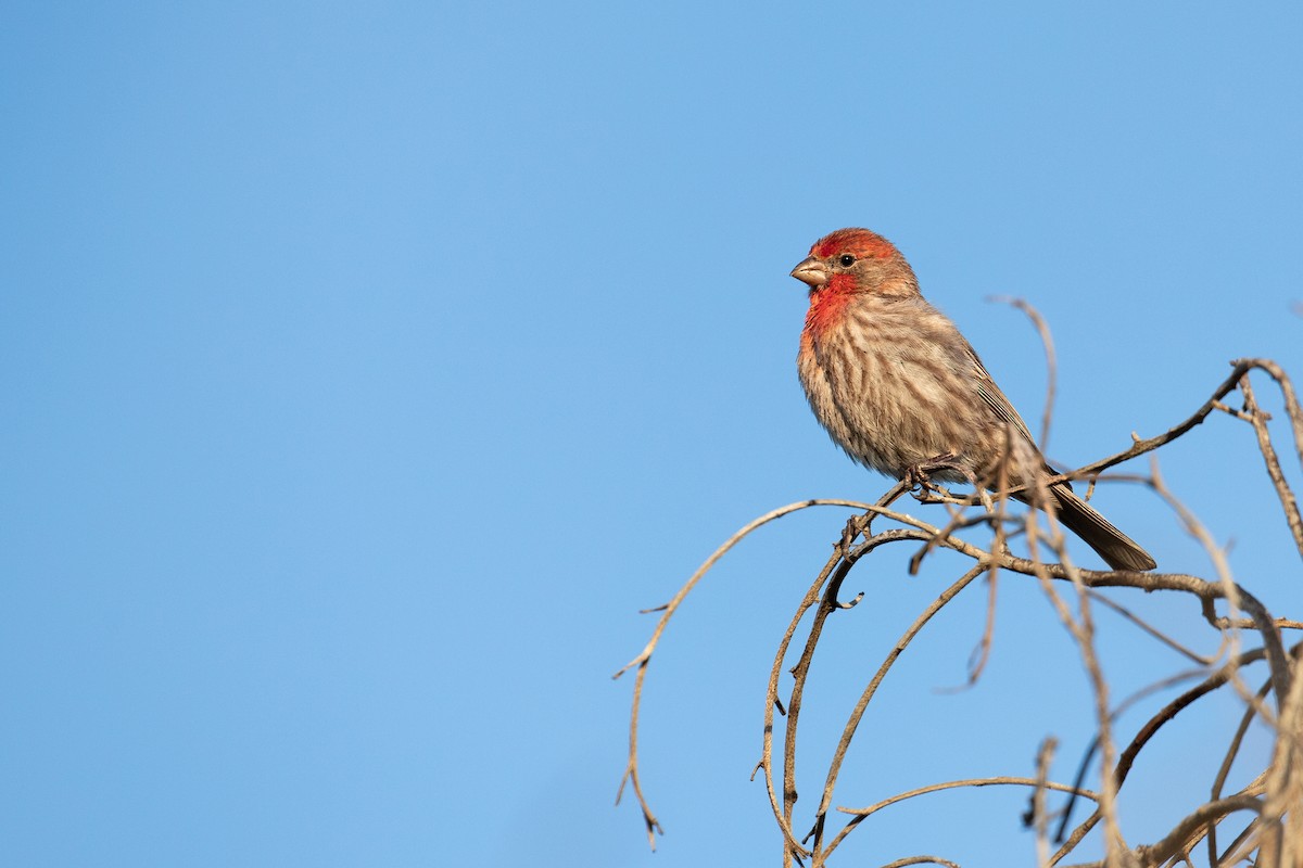 House Finch (Common) - ML618005294