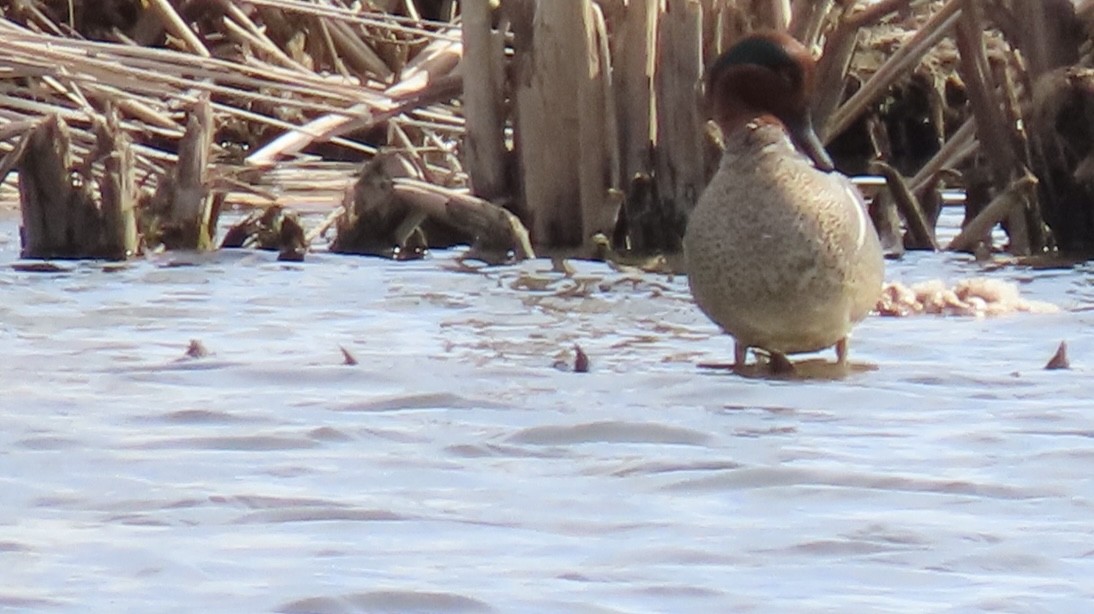 Green-winged Teal - ML618005302