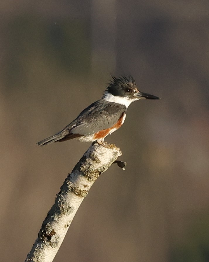 Belted Kingfisher - ML618005304