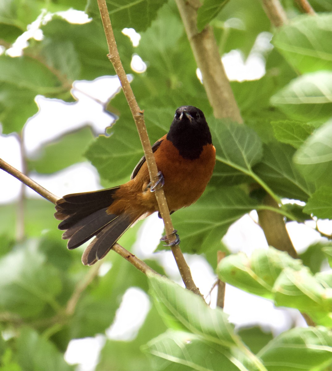 Orchard Oriole - ML618005325