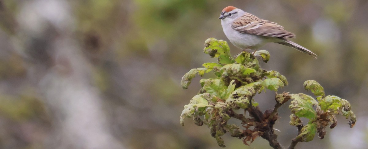 Chipping Sparrow - ML618005327