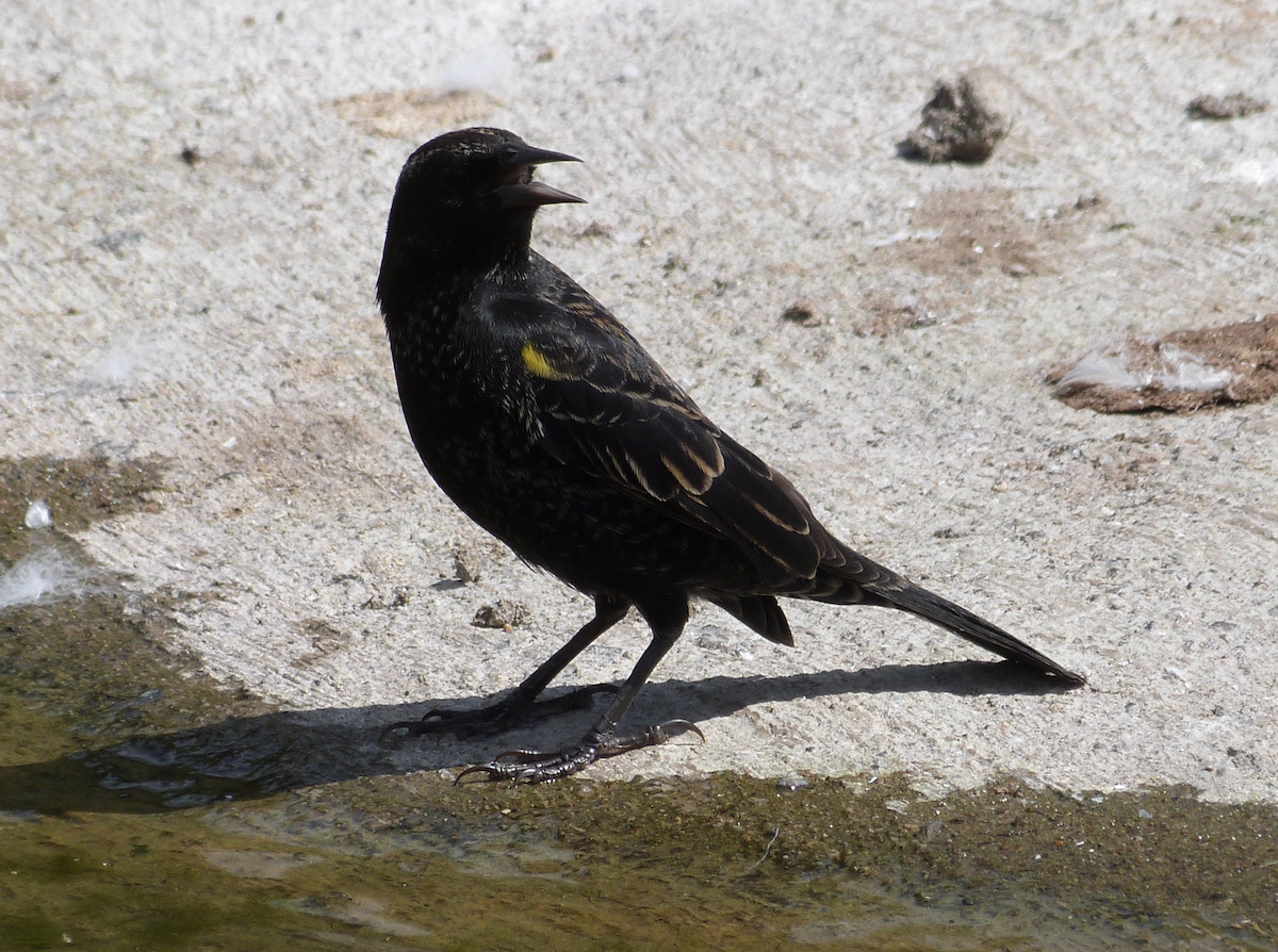 Yellow-winged Blackbird - ML618005333