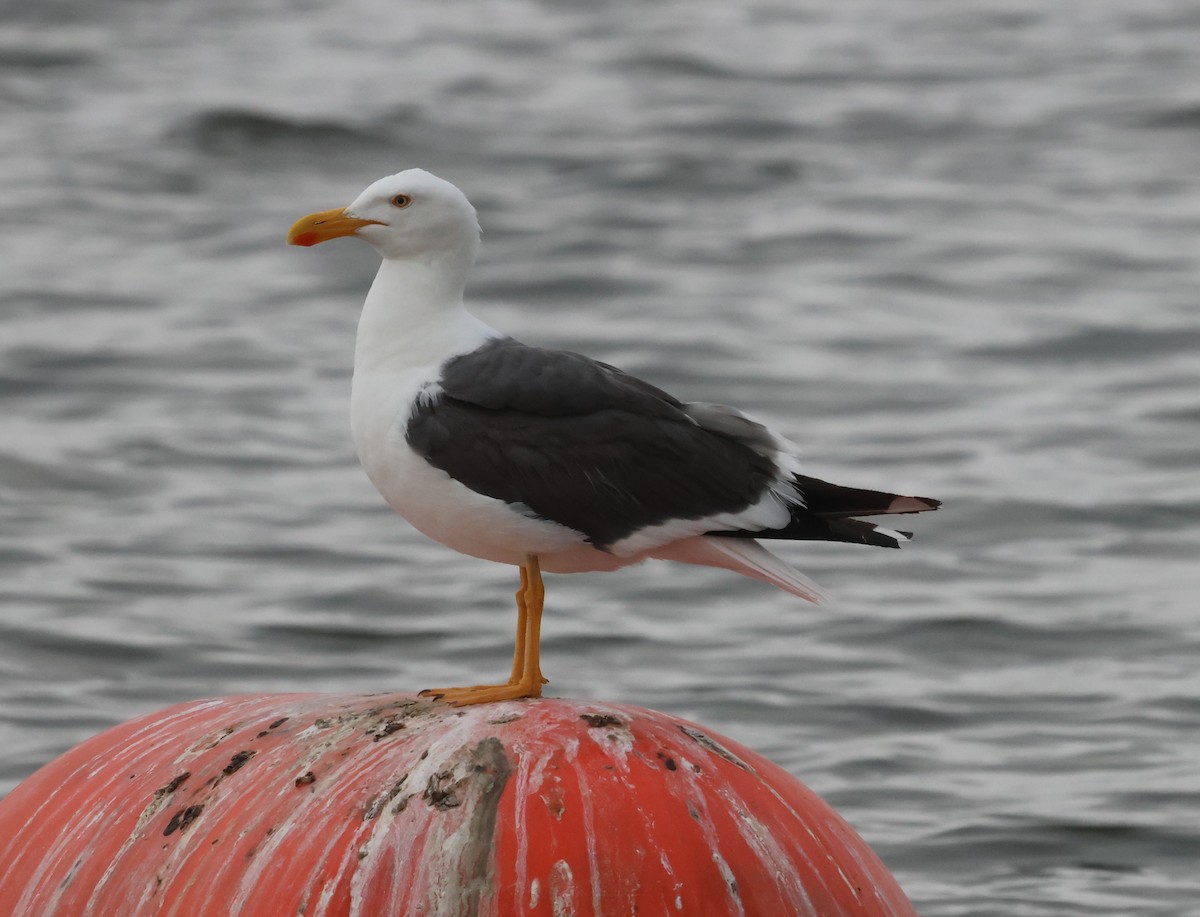Yellow-footed Gull - ML618005334