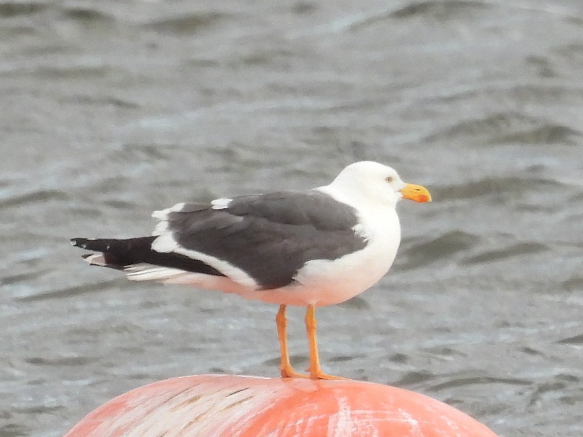 Yellow-footed Gull - ML618005337