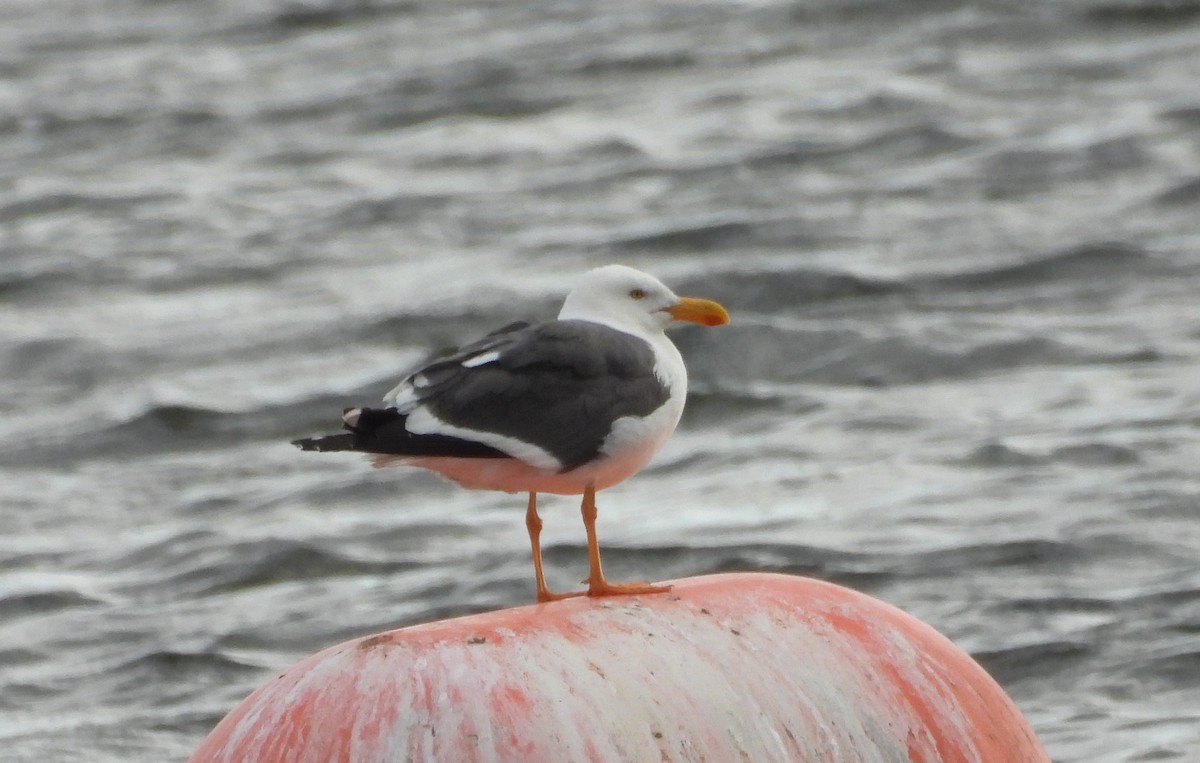 Yellow-footed Gull - ML618005338