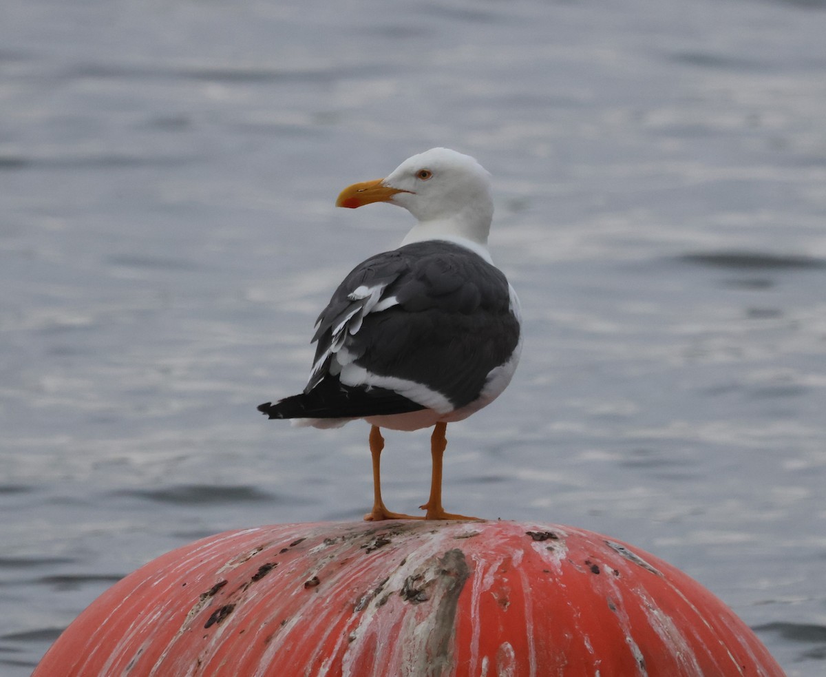 Yellow-footed Gull - ML618005343