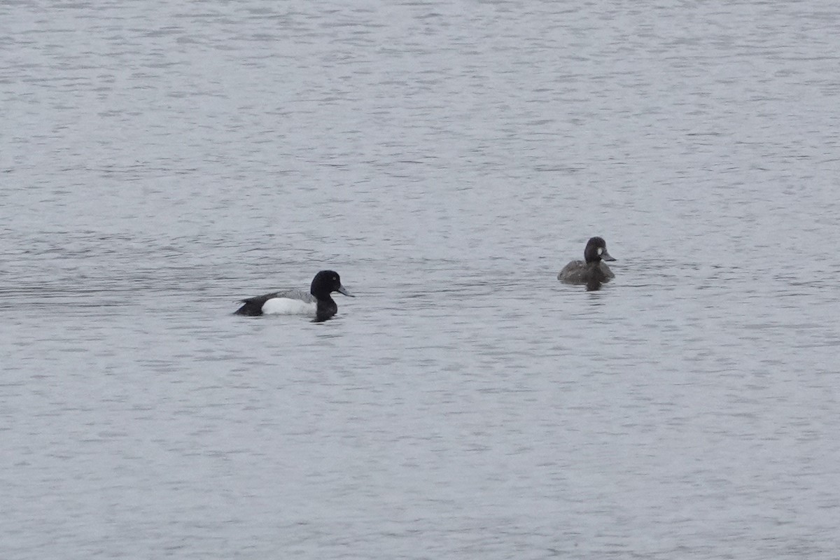 Greater Scaup - ML618005379