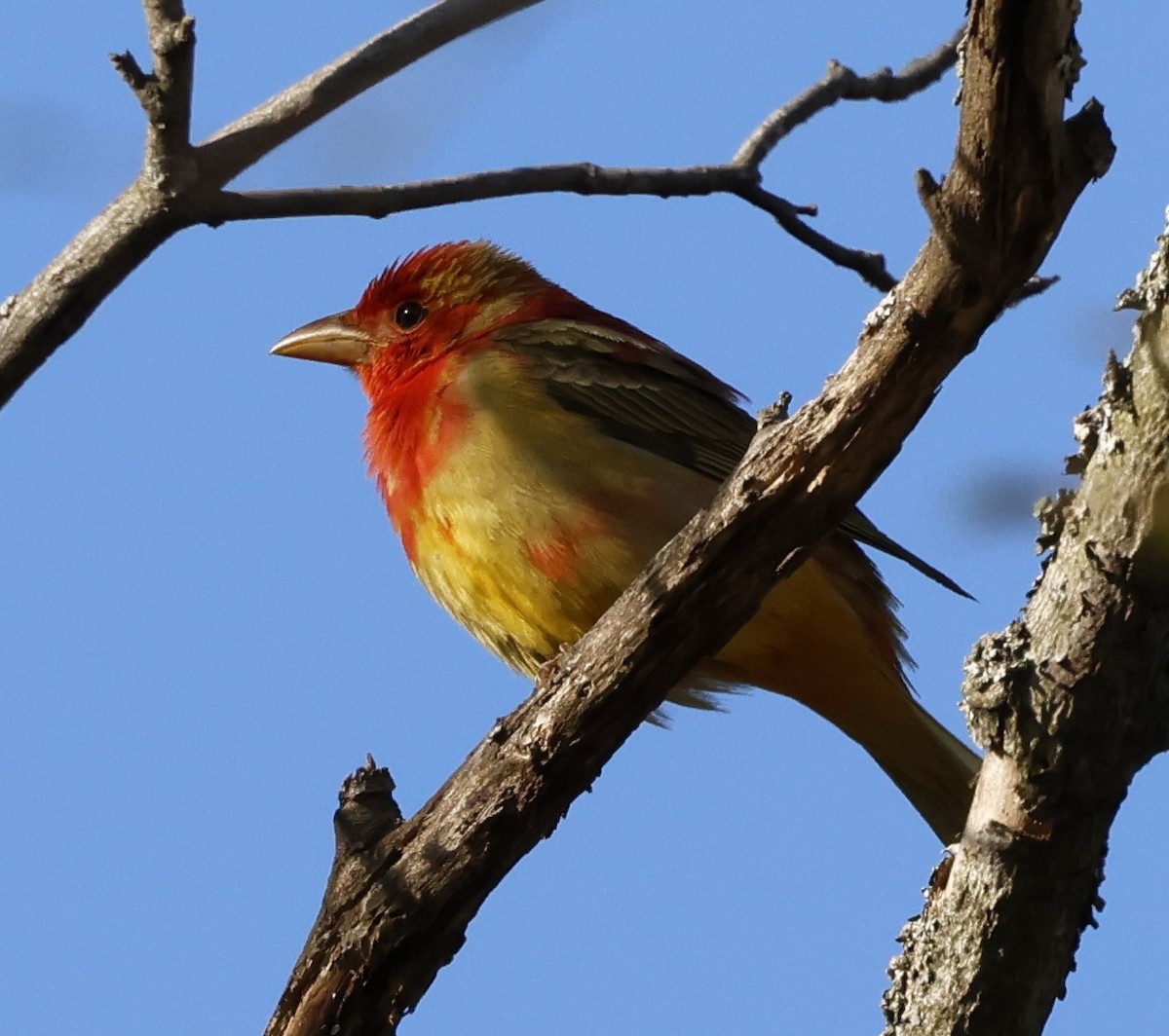 Summer Tanager - Jean-Pierre Gagné