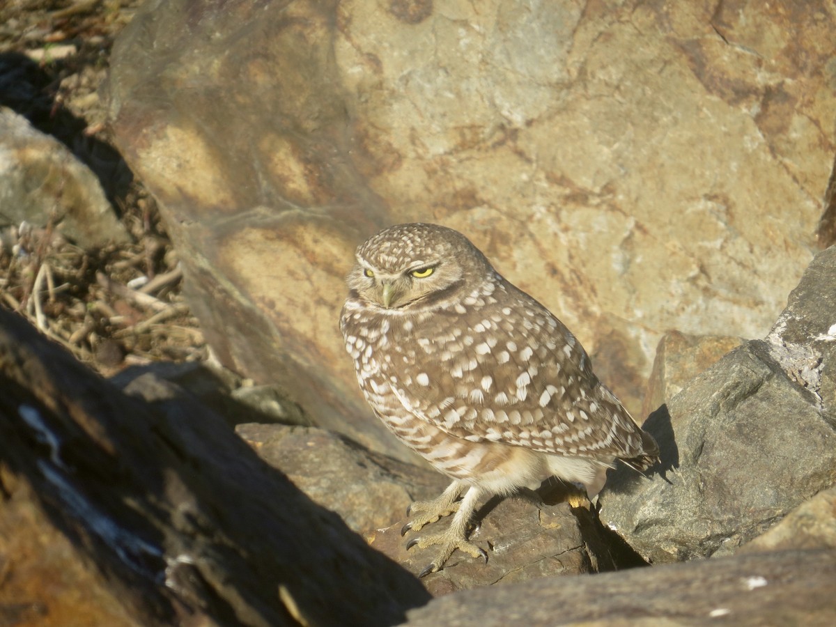 Burrowing Owl - ML618005416