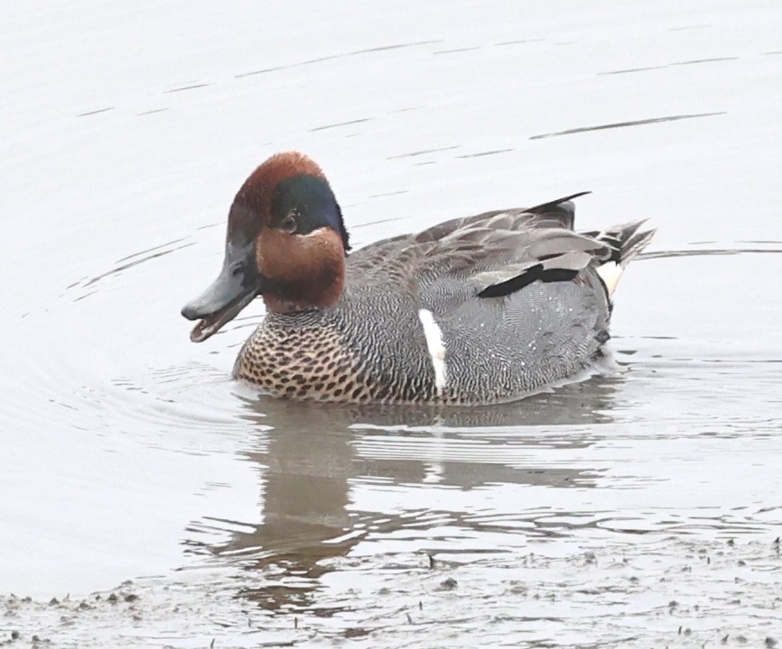 Green-winged Teal - ML618005418