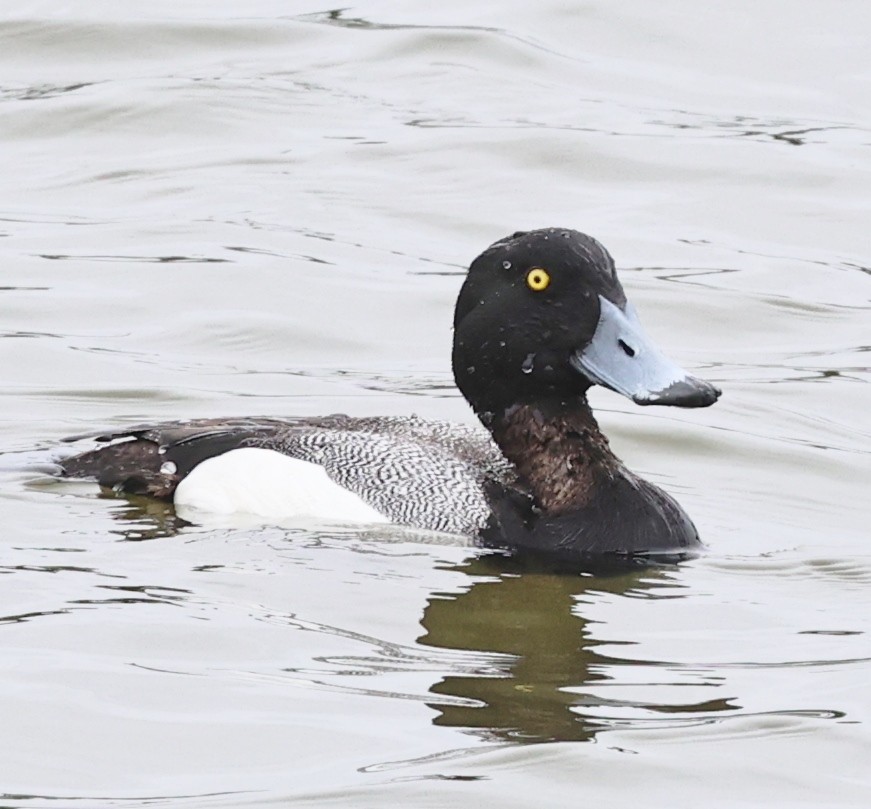 Greater Scaup - ML618005422