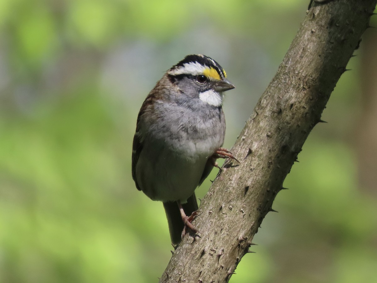 White-throated Sparrow - ML618005446