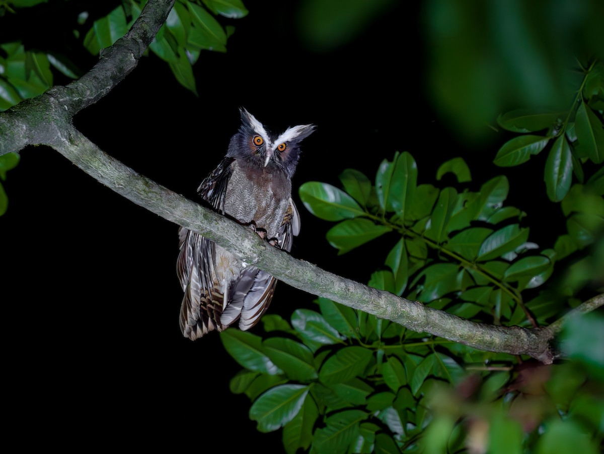 Crested Owl - ML618005452