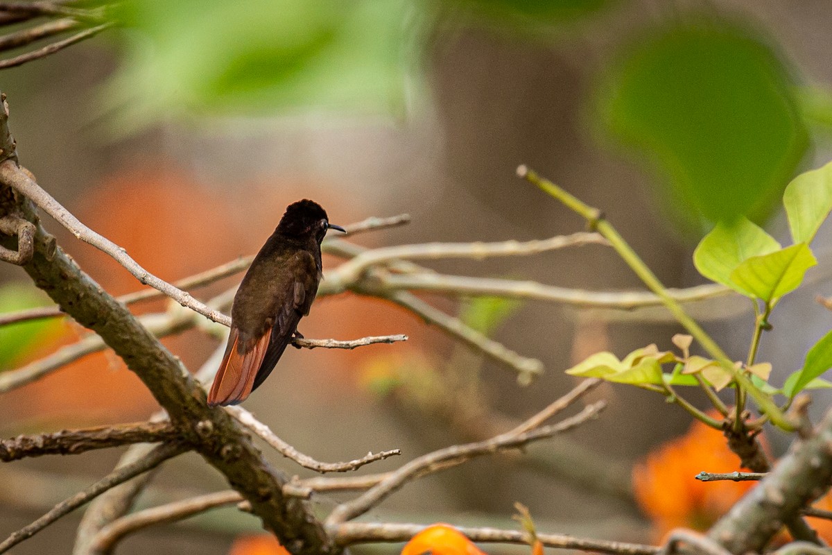 kolibřík červenohlavý - ML618005469
