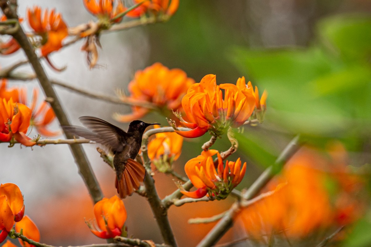 kolibřík červenohlavý - ML618005471