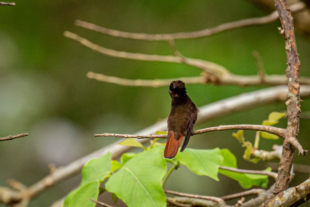 kolibřík červenohlavý - ML618005472