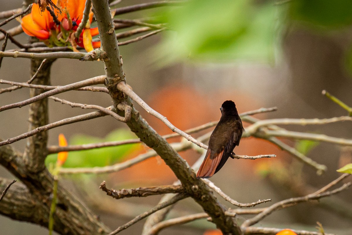 kolibřík červenohlavý - ML618005473