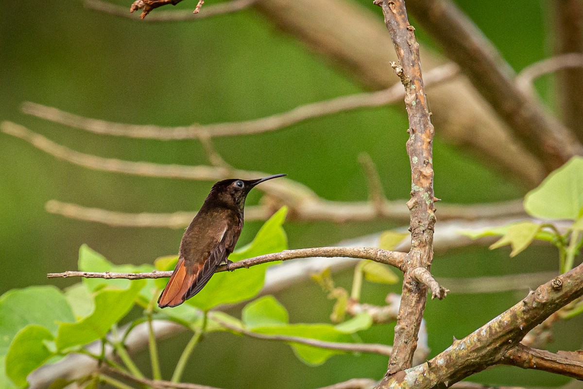 kolibřík červenohlavý - ML618005475
