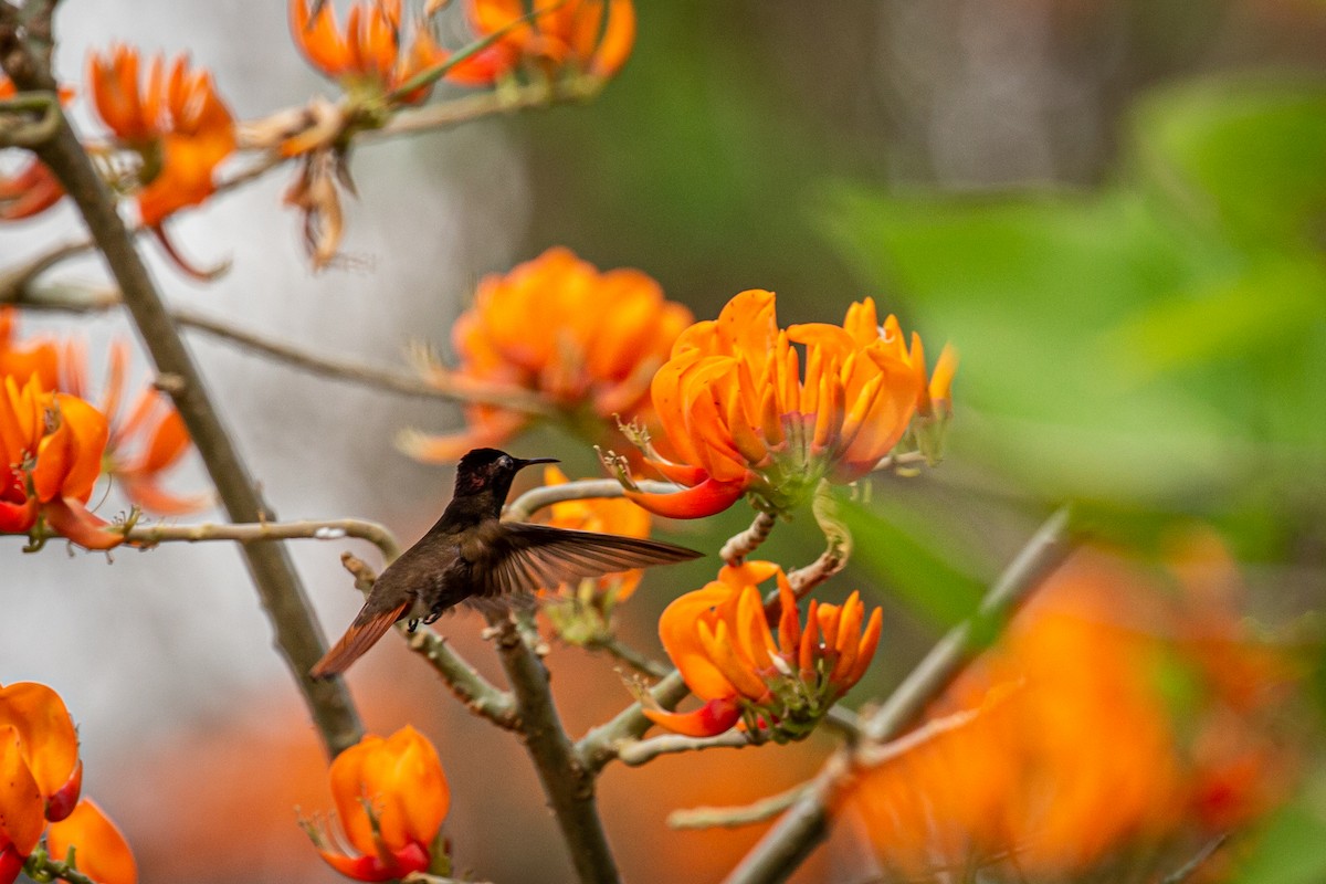 kolibřík červenohlavý - ML618005476